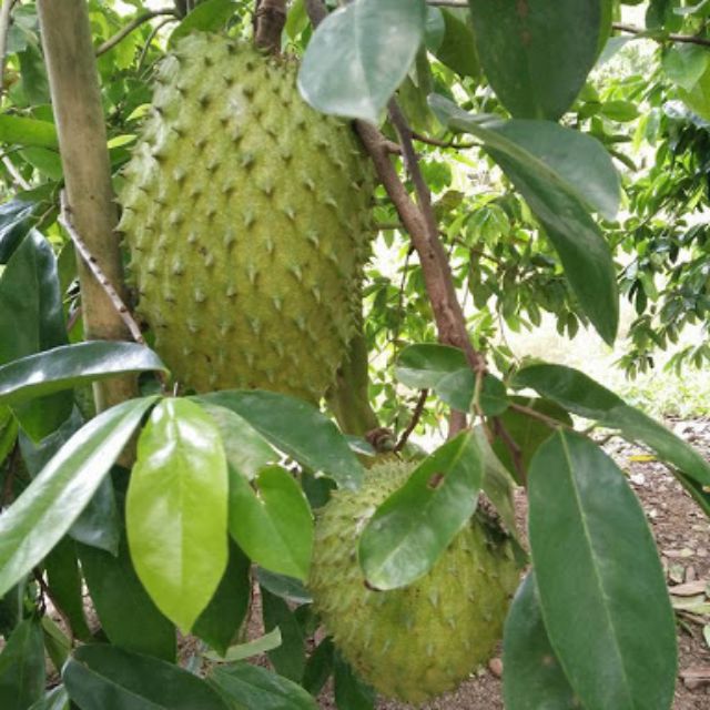 Cây giống mãng cầu xiêm (trái to), cam kết hàng đúng mô tả, chất lượng đảm bảo an toàn đến sức khỏe người sử dụng, đa dạng mẫu mã, màu sắc, kích cỡ