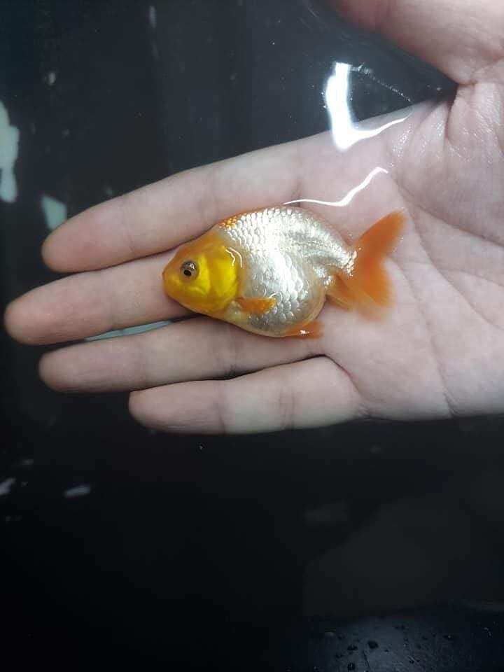 Ranchu nhỏ dễ thương , dễ nuôi. Được hoàn tiền khi cá chết do trong quá trình vận chuyển khi có video lúc kiểm tra hàng