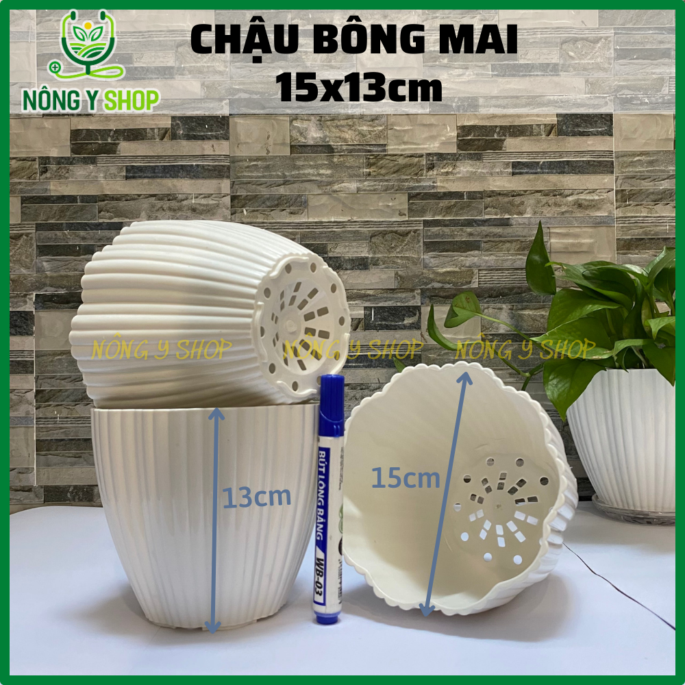Chậu nhựa trắng 15x13 cm, Chậu mai trắng, chậu bông mai, chậu nhựa cứng, chậu nhựa trắng trồng hoa , xương rồng, trồng kiểng, chậu để bàn