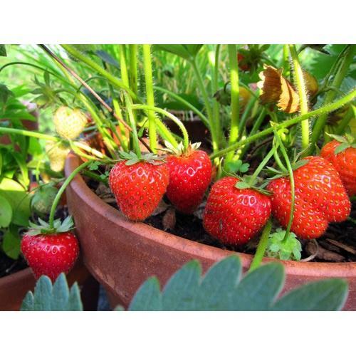 Hạt Giống Dâu Tây Đỏ QUẢ TO F1 (100 Hạt)