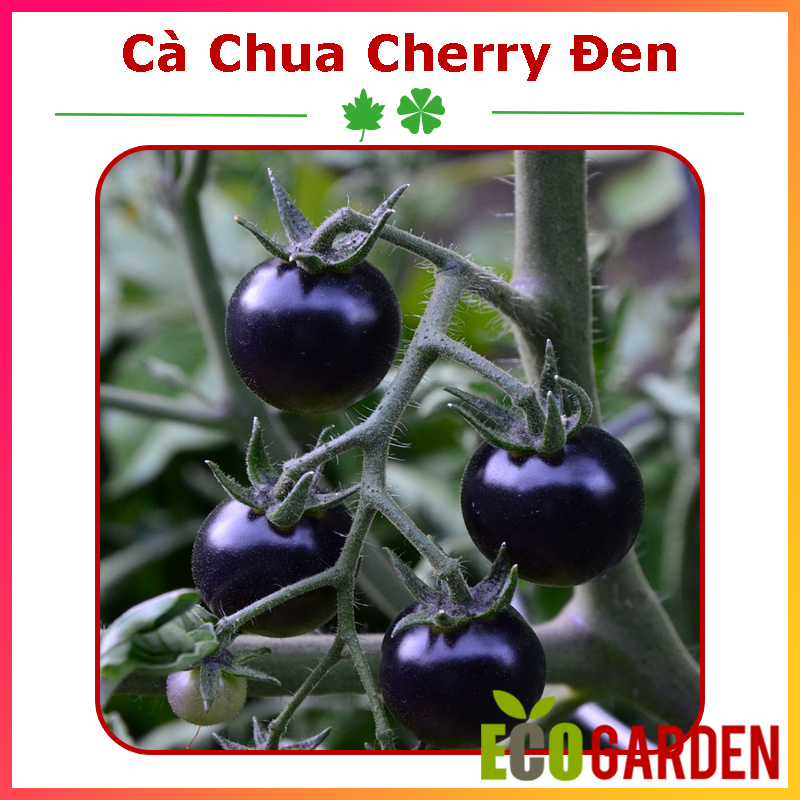 Hạt giống cà chua cherry đen lai f1