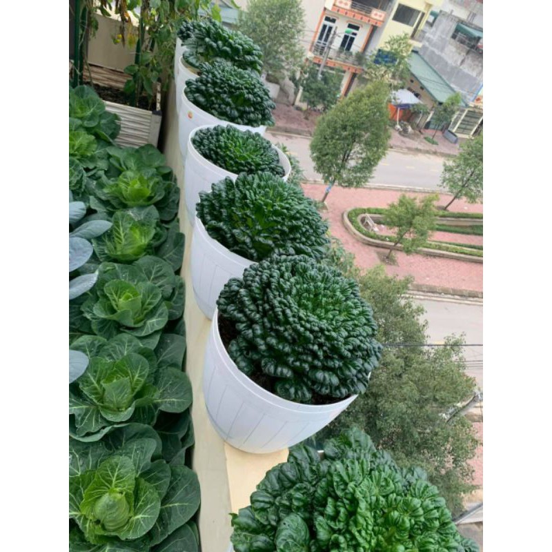 Hạt giống cải hoa hồng 200 hạt