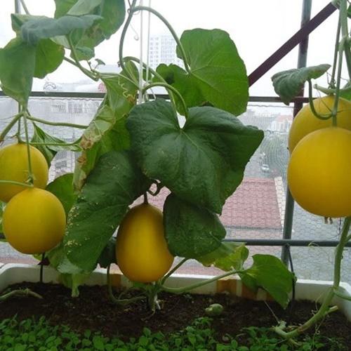 Set 2 Túi Hạt Giống Dưa Lê Vàng Loại Dễ Trồng. Mỗi Túi 10 Hạt Giá Khuyến Mại