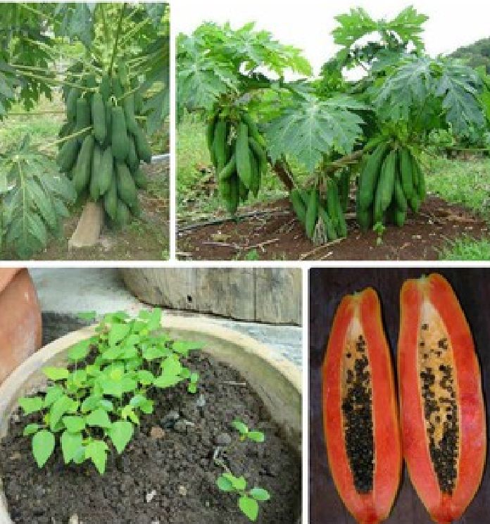 Hạt Giống Đu Đủ Lùn Cao Sản Phuket Thái Lan Siêu Ngọt