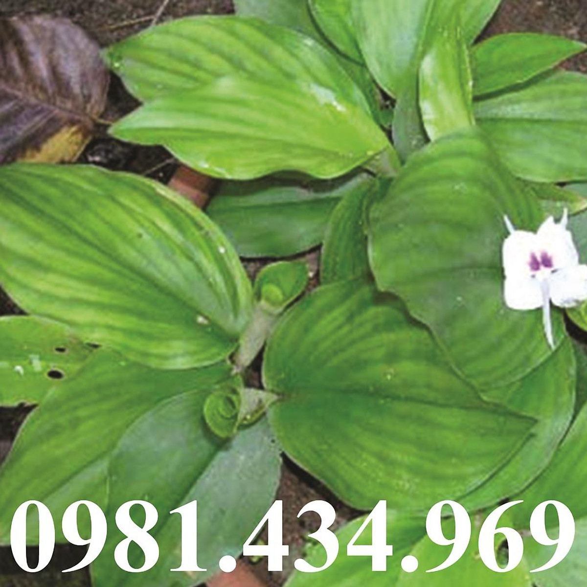 Củ địa liền tươi 500g lz2