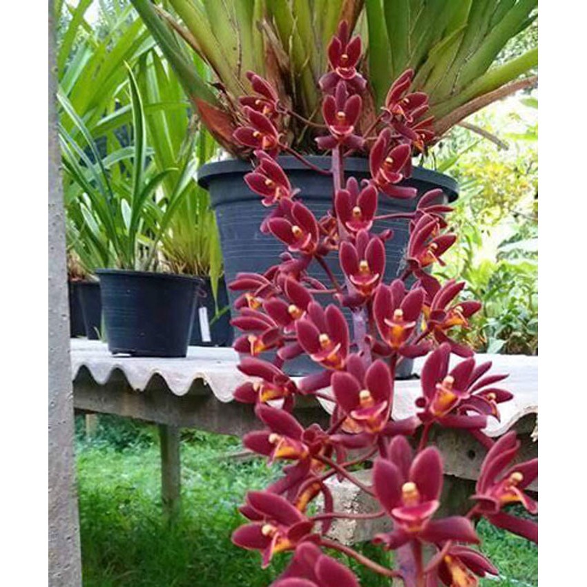 Kiếm đỏ cây trưởng thành ( Xích Ngọc)