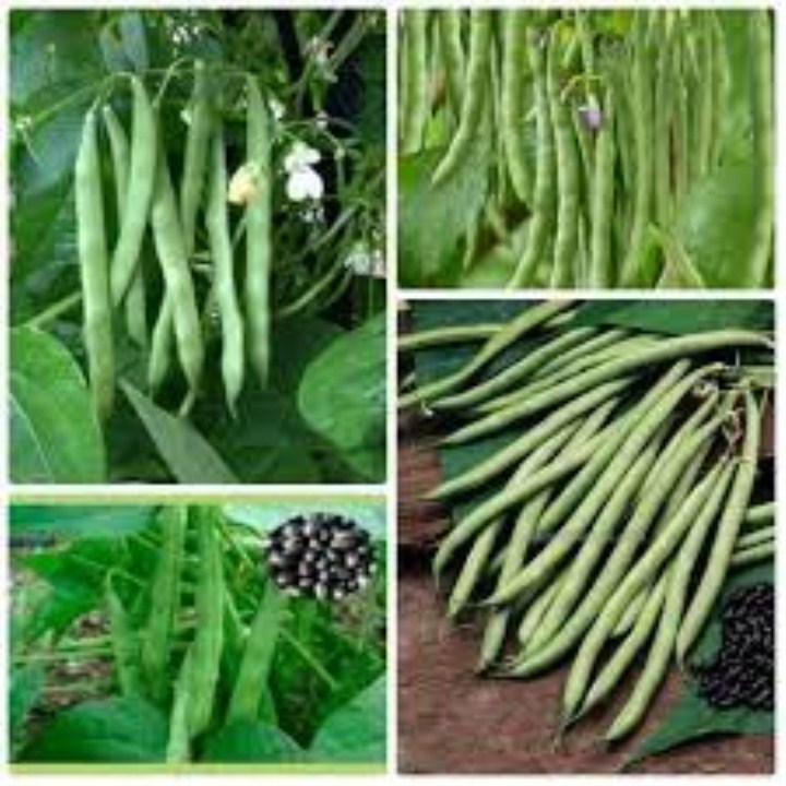 hạt giống đậu cove lùn xanh siêu quả gói 15gr mua từ 50k tặng 2 sản phẩm
