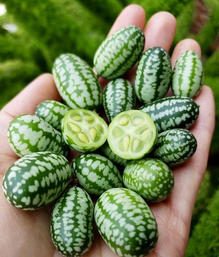 5h_hạt giống dưa chuột mexico