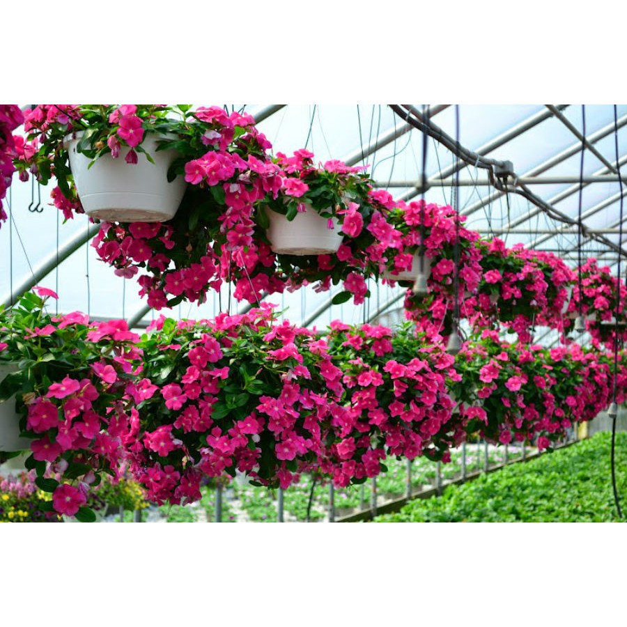 Hạt giống hoa dừa cạn rủ nhiều màu hoa chậu treo đẹp bao đẹp