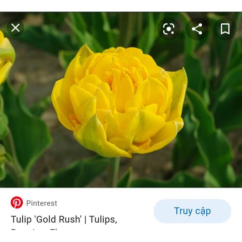 Bộ 5 củ giống hoa tulip hoa kép vàng Gold Rush