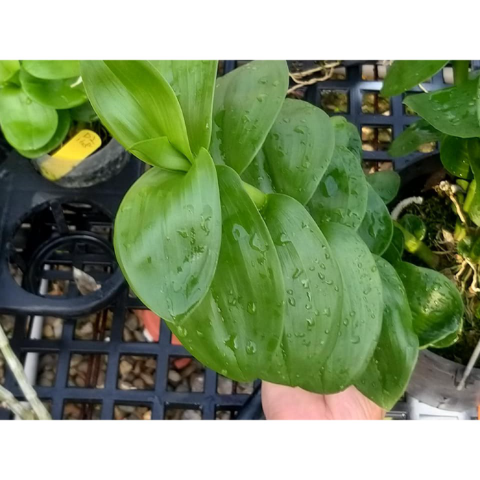 Hoa lan giống giả hạc phi điệp lá mít hòa hình