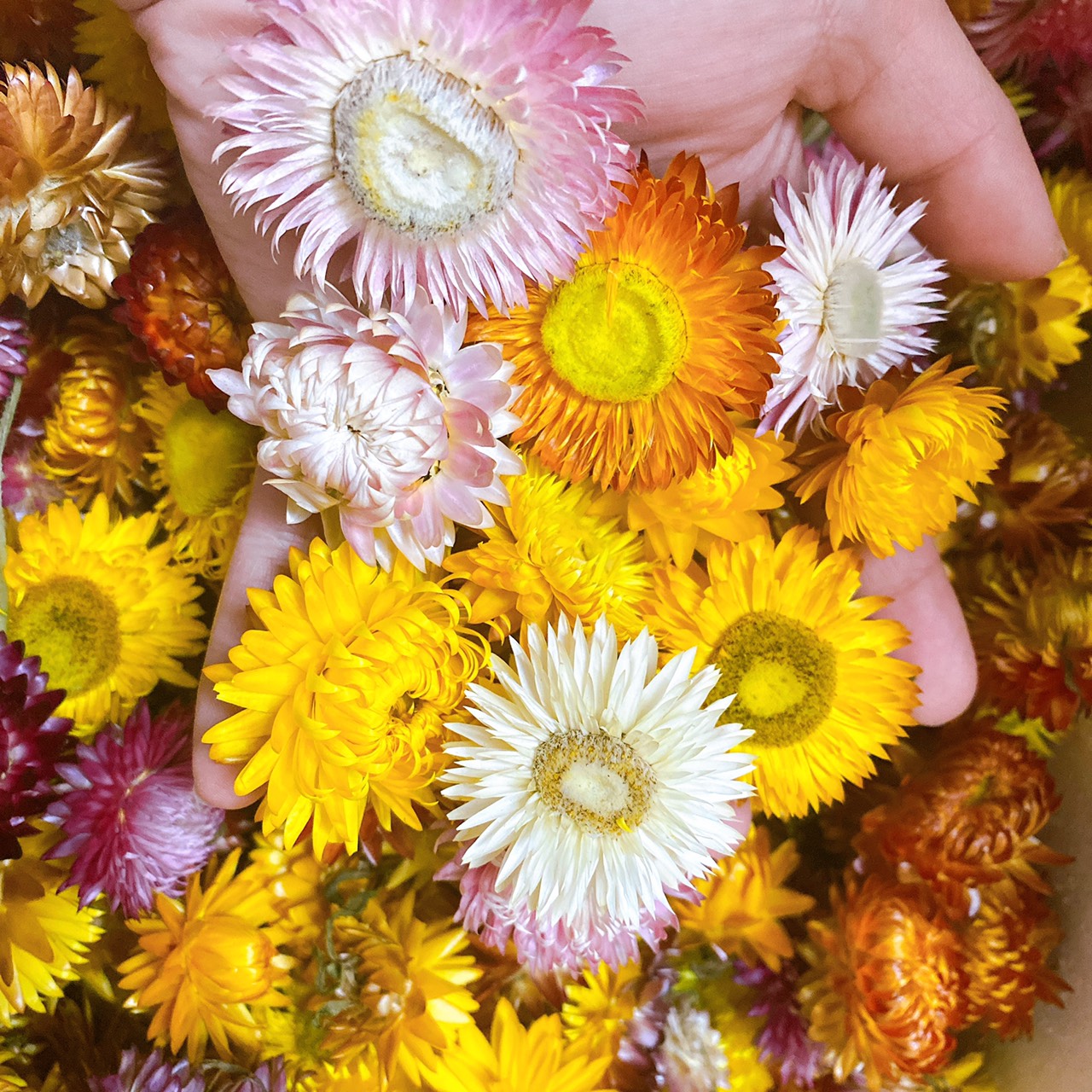 Hoa Bất Tử khô trang trí cực đẹp