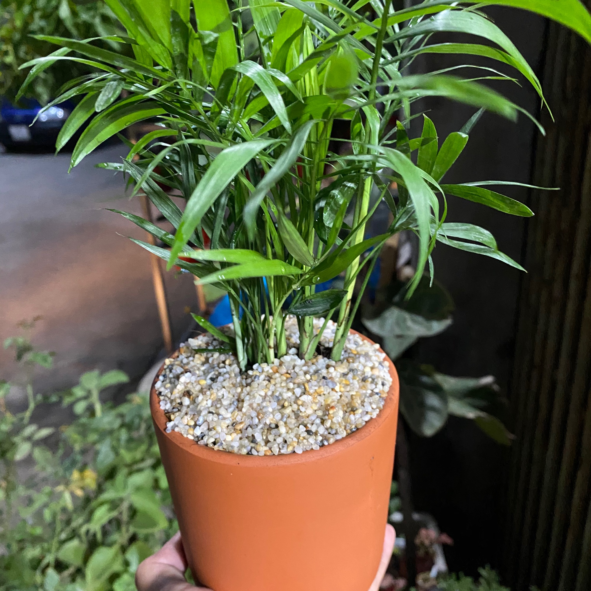 Cau tiểu trâm - tặng chậu để bàn đẹp