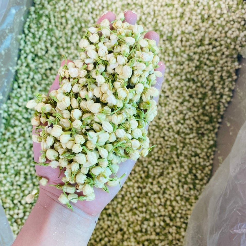Freeship 1kg nụ hoa nhài sấy khô, trà hoa nhài nguyên bông sấy khô thơm mùi nhài hợp với trà xanh, giúp thanh nhiệt