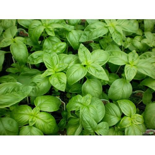 Hạt giống húng tây gói 1G