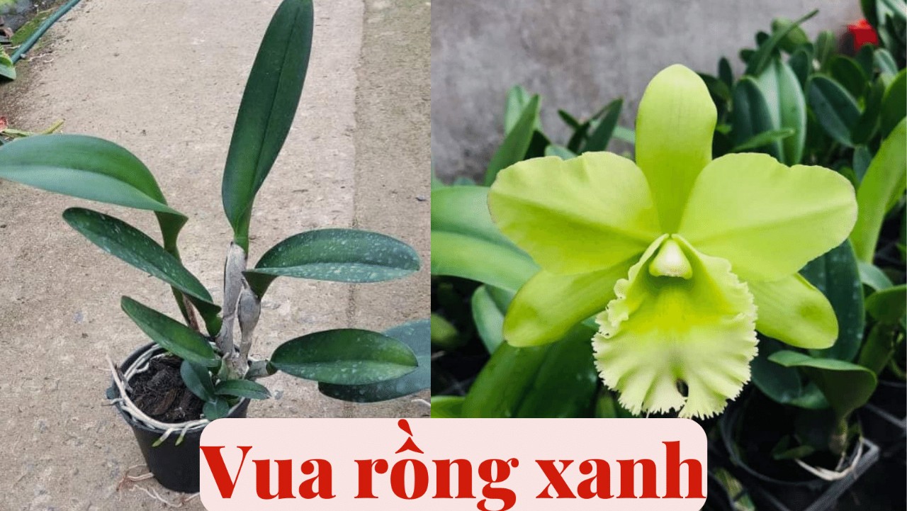 Hoa lan Cát Vua rồng xanh, cattleya hoa thơm, chậu cây trưởng thành, nhiều thân, sắp hoa