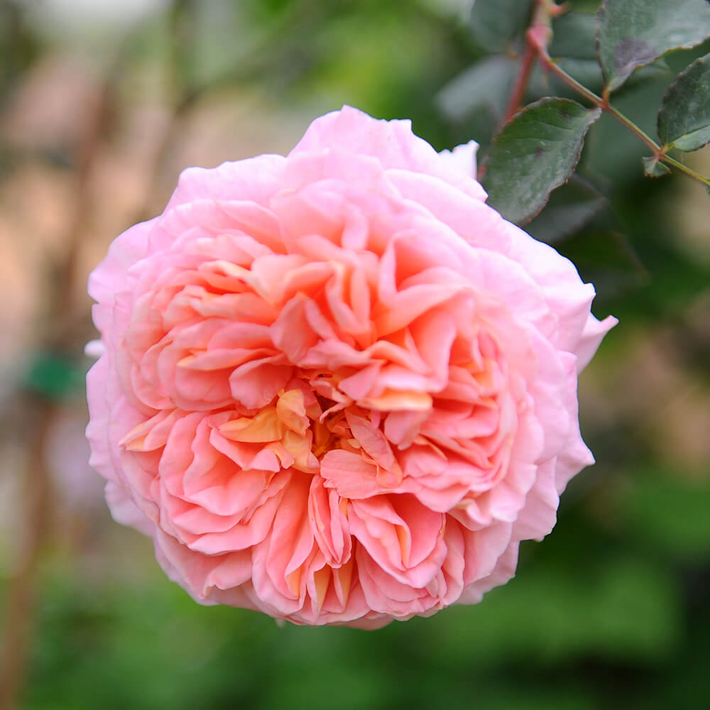 Hạt Giống Hoa Hồng Aoi Rose Bông To Siêu đẹp Trang trí khu vườn V4