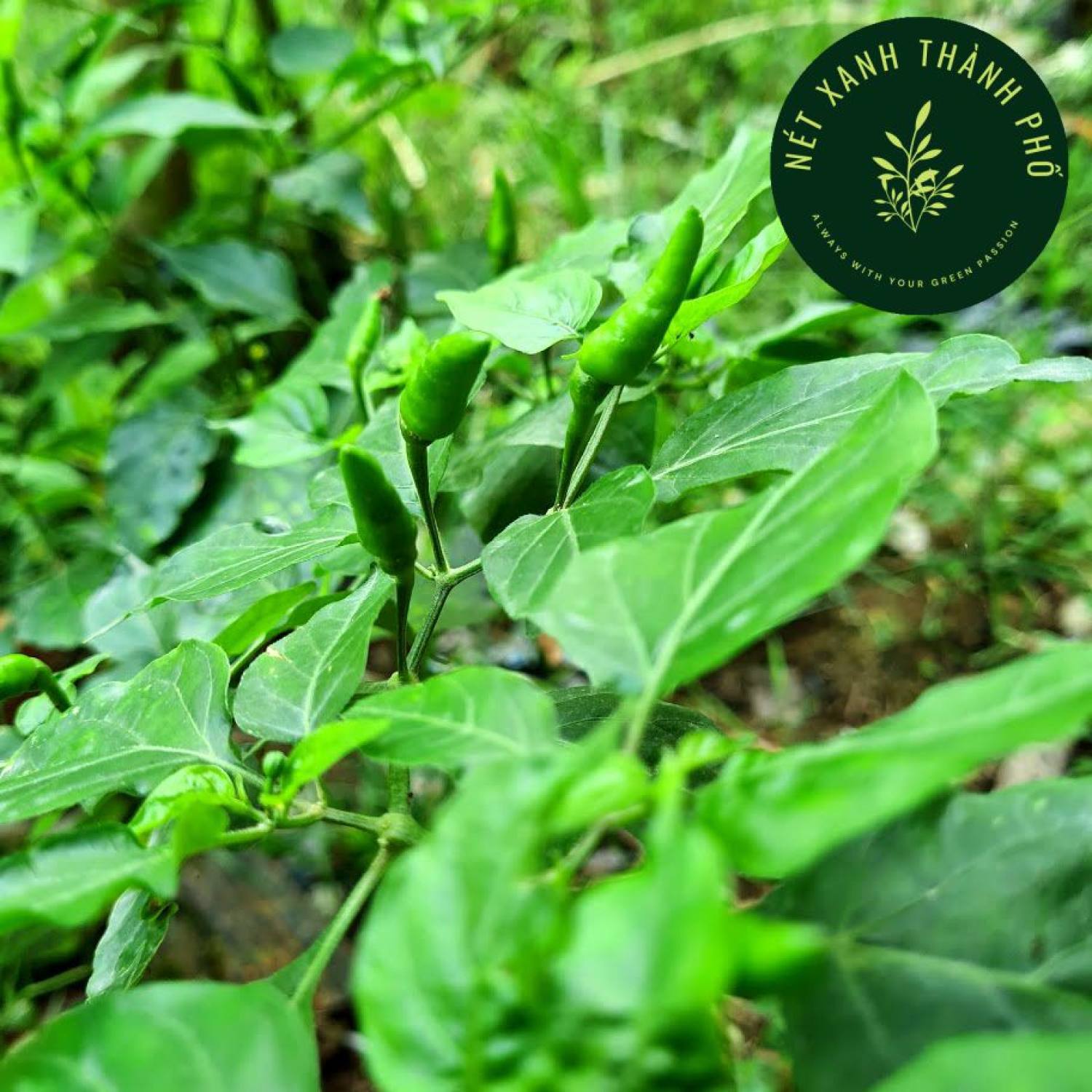 Hạt giống ớt xiêm 0,2g