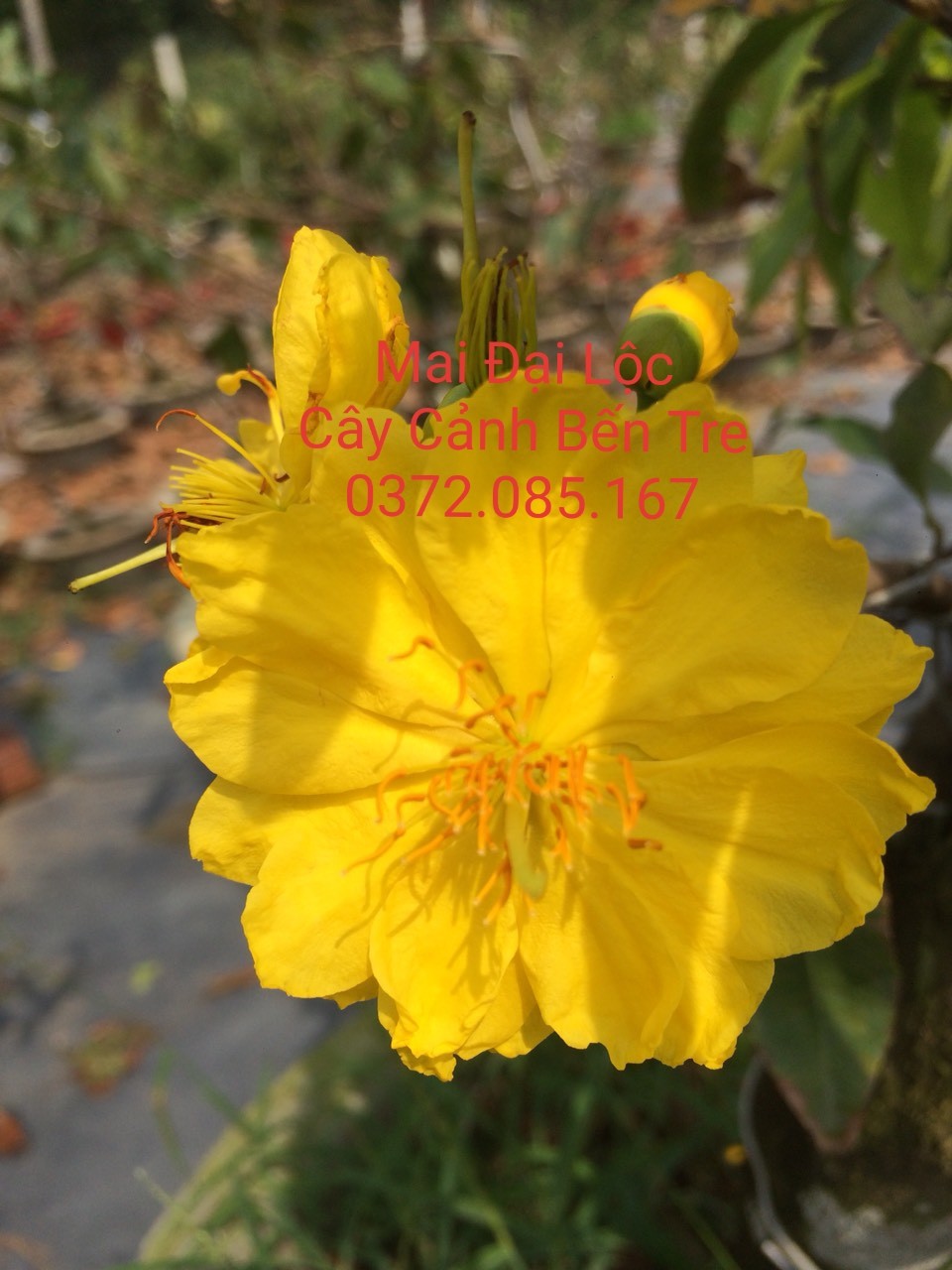 3 Cây Mai Đại Lộc cây đang ôm nụ chơi Tết 2022