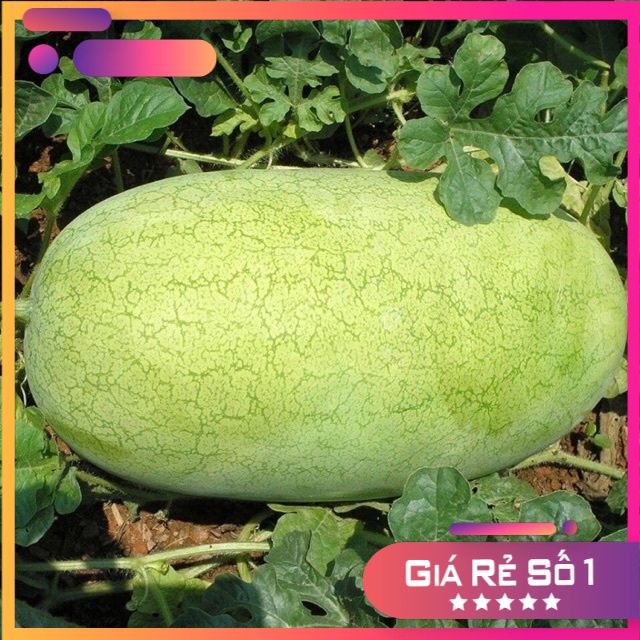 Hạt giống dưa hấu Gary