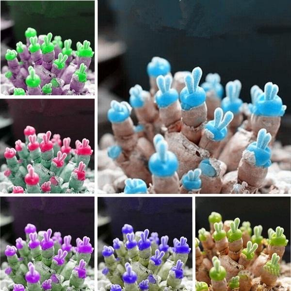 - Hạt giống tai thỏ mix giá rẻ