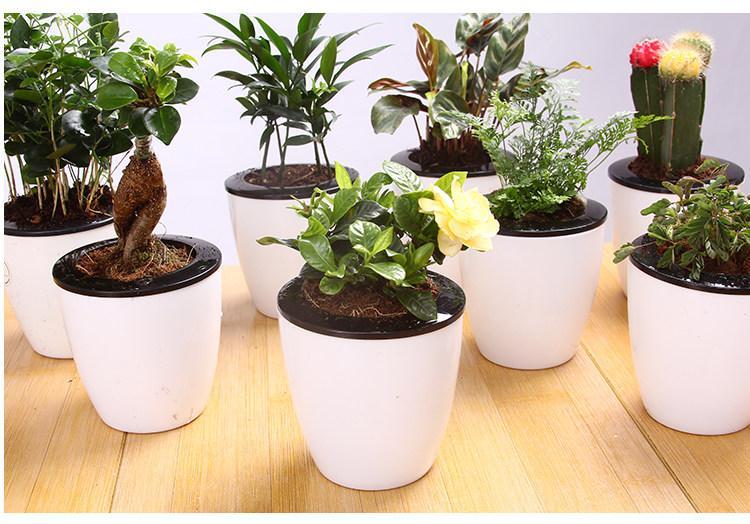 Chậu trồng cây thông minh tự tưới nước - đường kính chậu 18cm