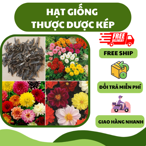 Hạt giống hoa thược dược kép nhiều màu - hoa đẹp, dễ trồng