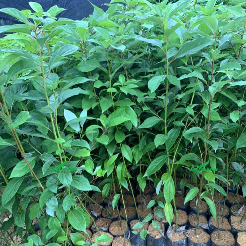 Giống cây gù hương, cây xá xị