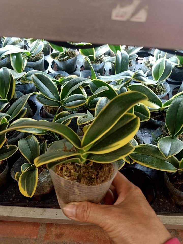 Combo 2 cây lan hồ điệp cánh biên