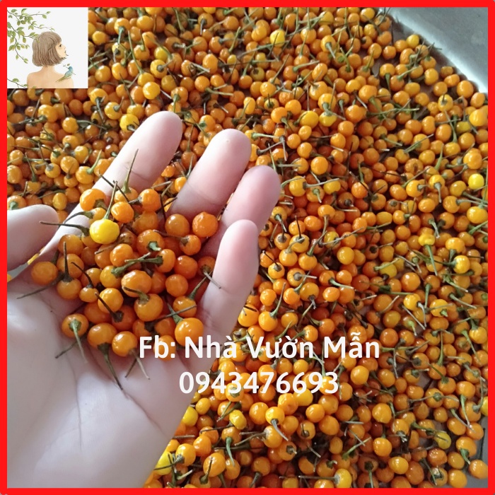 10 trái ớt thế giới aji charapita 570tr/kg loại ớt ngon và đắt thế giới