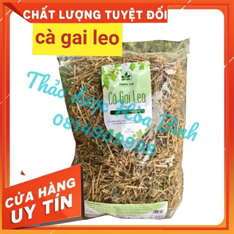 Cà gai leo Hoà Bình - Nguyên chất, chuẩn, sạch, khô, mới