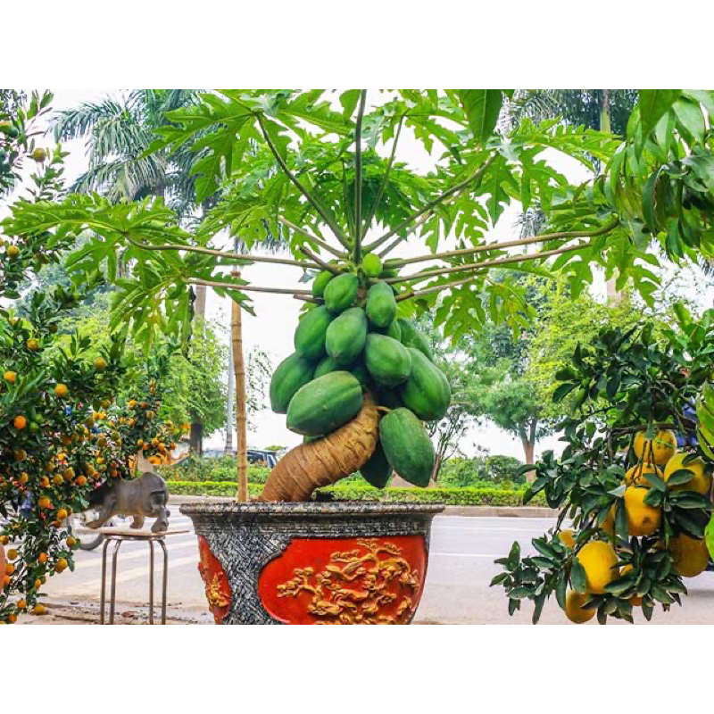 Cây giống đu đủ ruột đỏ