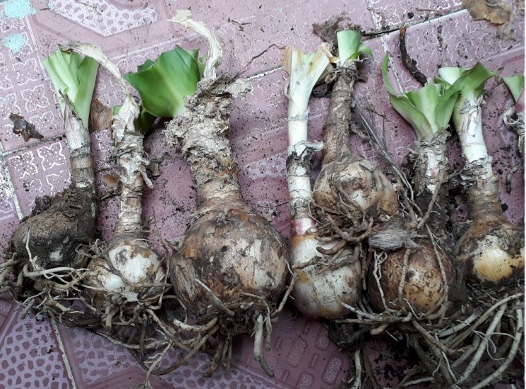 [ĐẢM BẢO] Cây giống trinh nữ hoàng cung - Củ giống