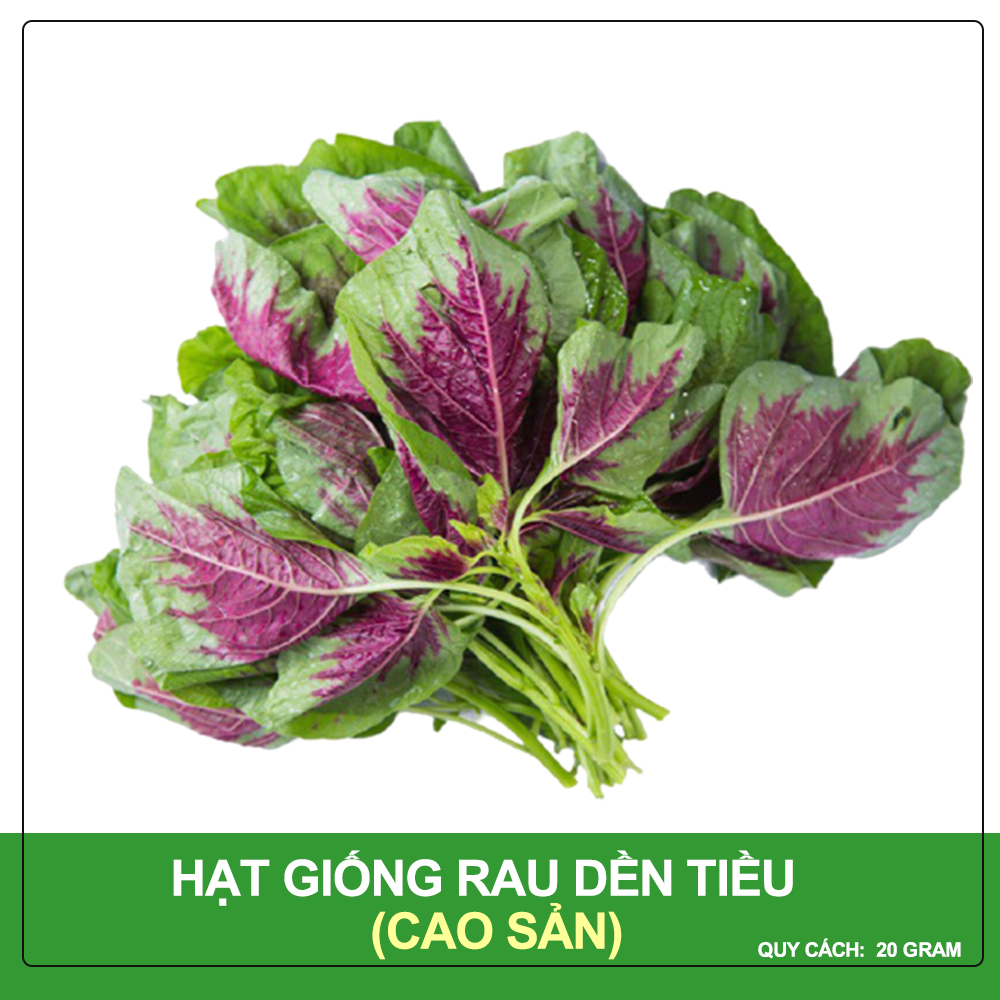 Hạt giống dền tiều cao sản phú nông gói 20 gram