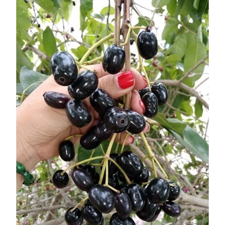 Cây giống trâm gối lùn tứ quý sds