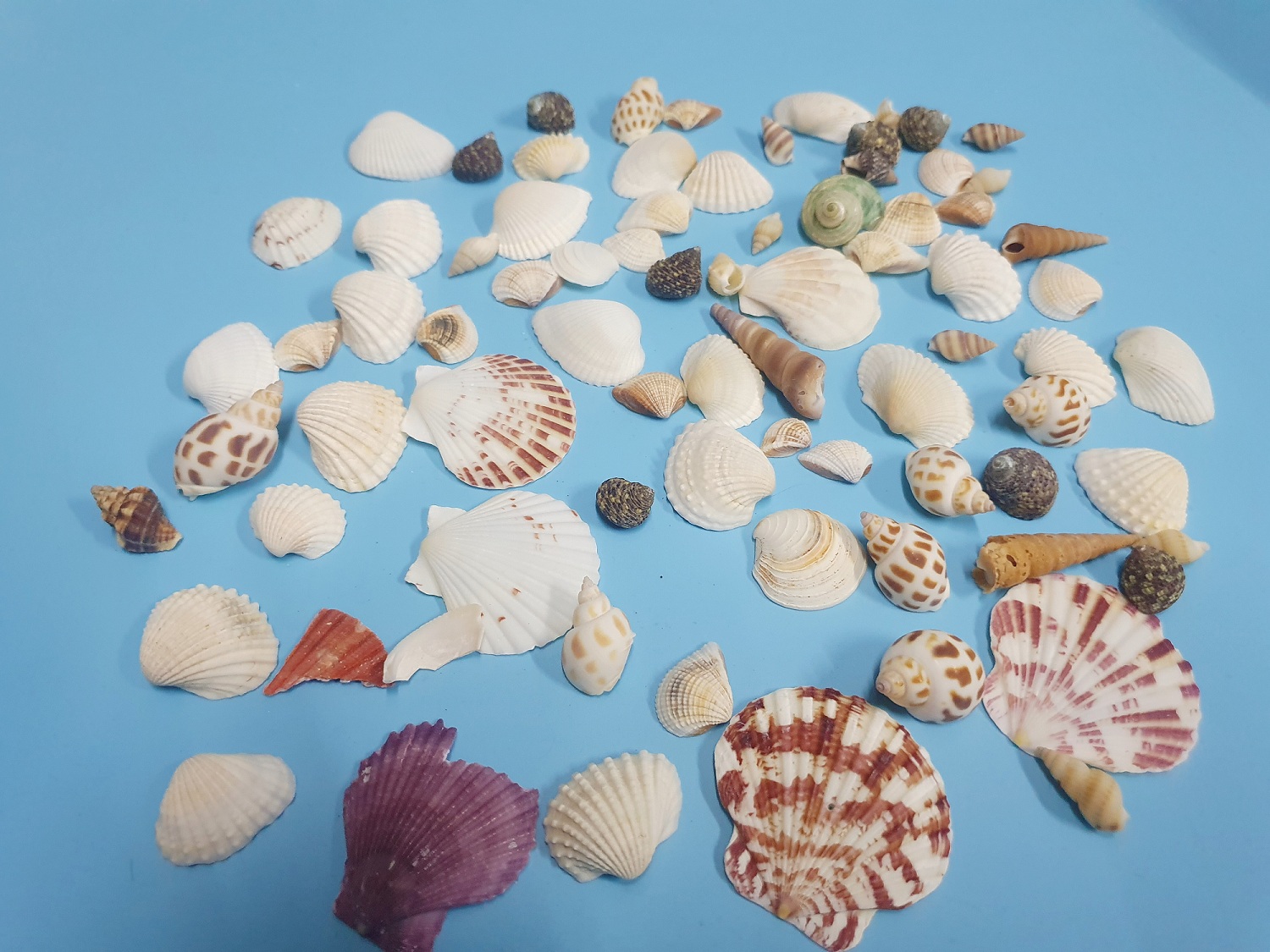 "Hoàn tiền đến 10%" 100G VỎ ÓC SÒ THẬT TRANG TRÍ HỒ CÁ NON BỘ