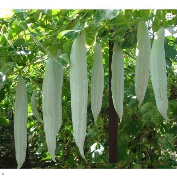 Hạt giống khổ qua tây f1 phú nông pn-777 - gói 2g