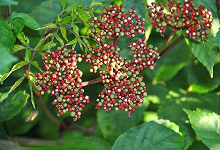 Cây gối hạc phơi khô 1 ký