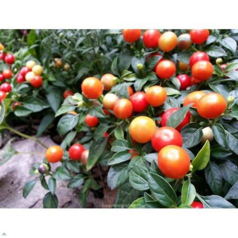 Hạt ớt kiểng quả tròn - gói 0,3 gram