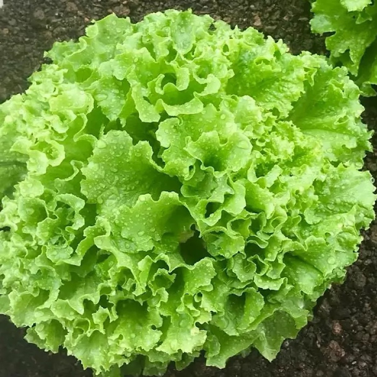 Hạt giống xà lách xoăn lolo xanh và tím