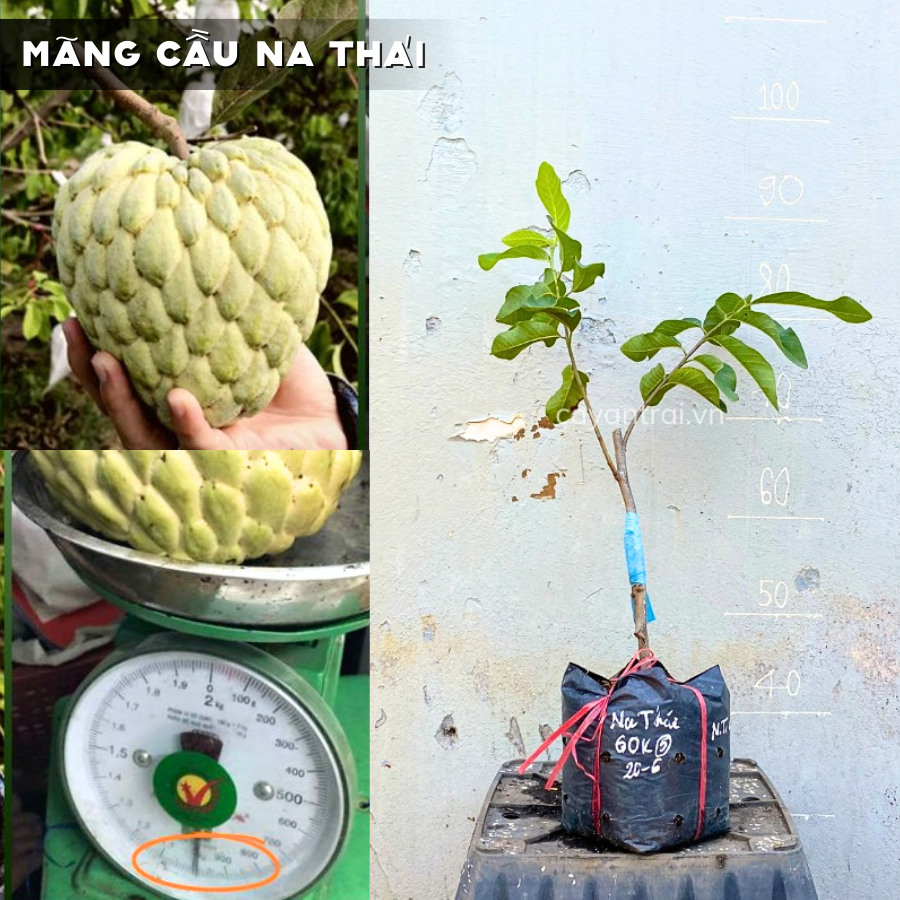 Cây Mãng Cầu Na Thái chuẩn giống