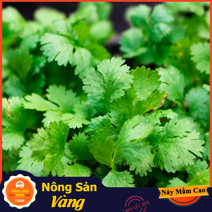 [HCM]Hạt giống Rau Ngò Ta (Ngò Rí) ( Gói 20 Gram ) - Nông Sản Vàng