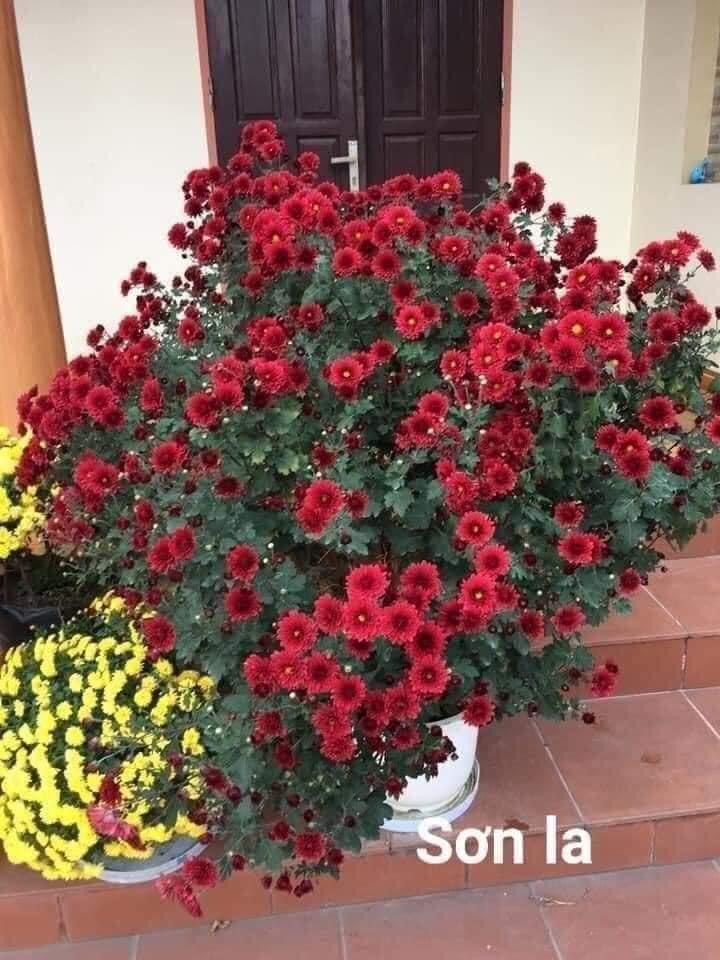 Cúc cổ đỏ sơn la, cây giống cao 12-15cm