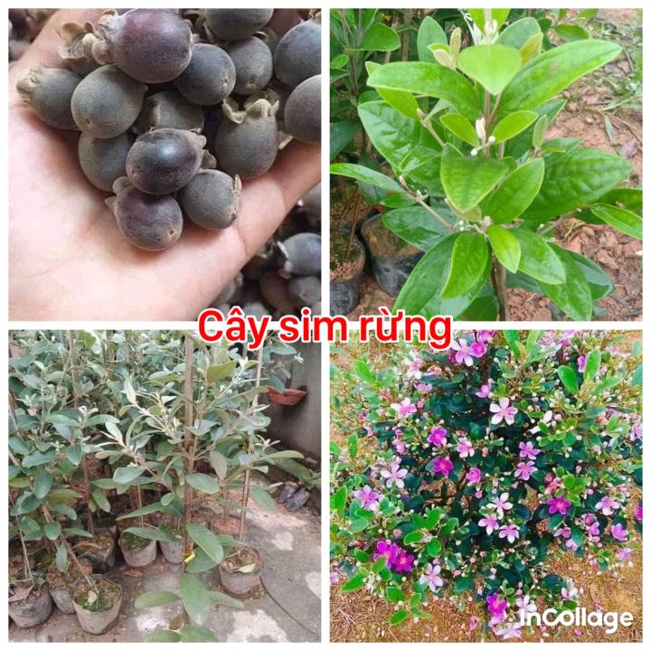 Cây sim rừng bầu bát khỏe mạnh-trồng làm cảnh