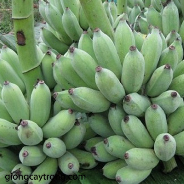 CÂY GIỐNG CHUỐI TÂY LÙN THÁI LAN SIÊU QUẢ