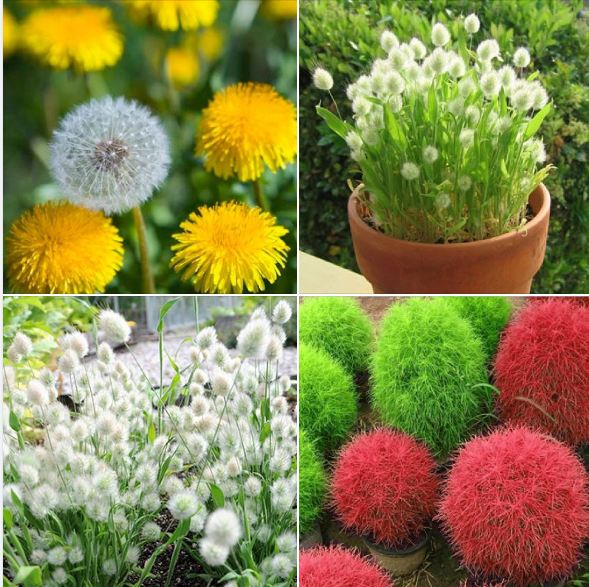 Combo 3 gói hạt giống cỏ - (  cỏ đổi màu Nhật - cỏ đuôi thỏ - cỏ bồ công anh )