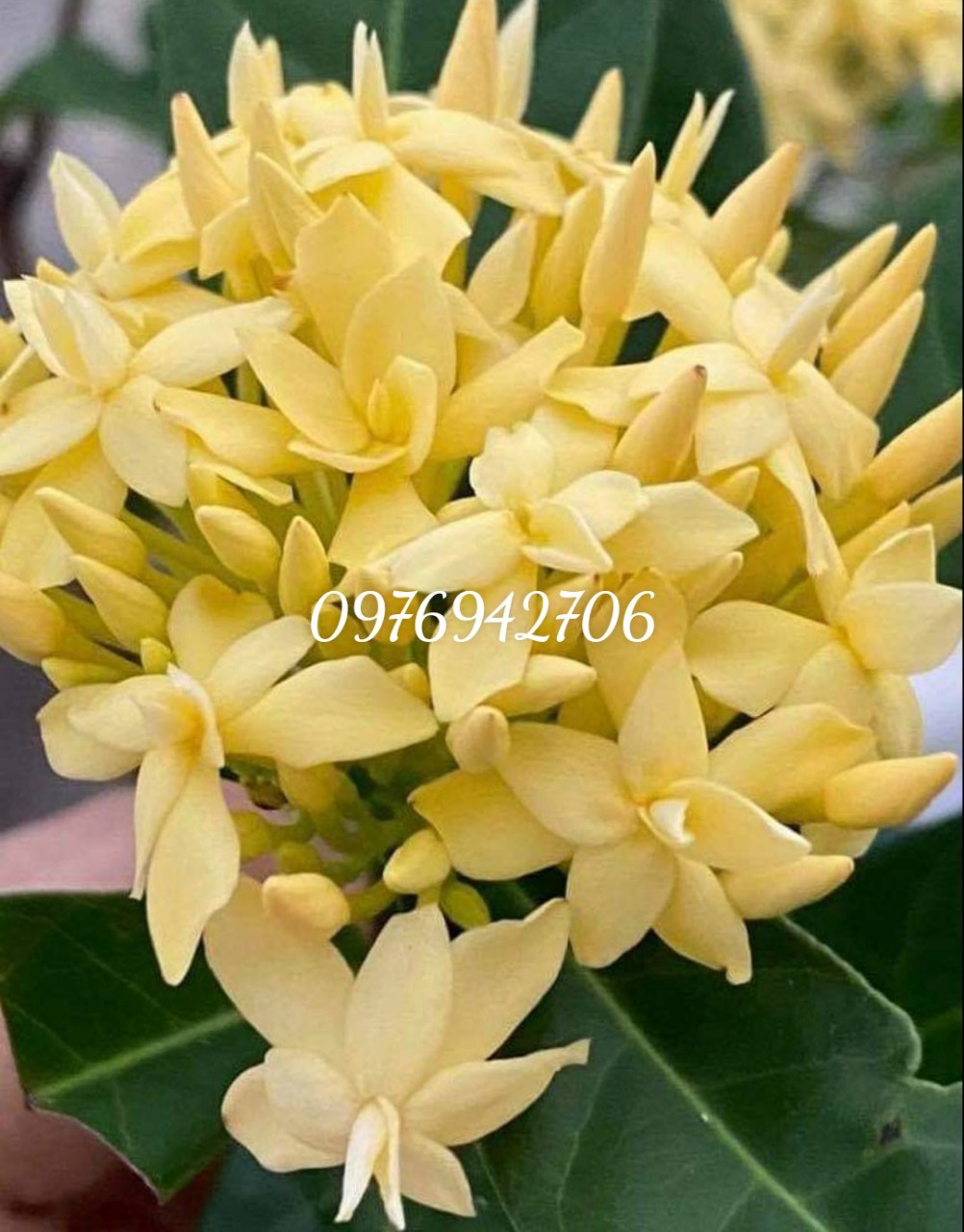 Cây giống hoa mẫu đơn vàng cánh kép