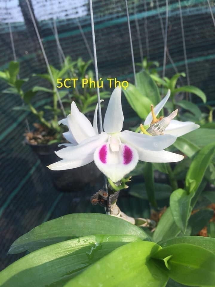 Lan Phi Điệp 🍀FREESHIP🍀 Các Mặt Hoa Đẹp Nhất Hiện Nay [ Cây Giống ]