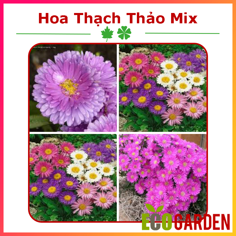 Hạt Giống Hoa Thạch Thảo Nhiều Màu Mix (ECO.387)