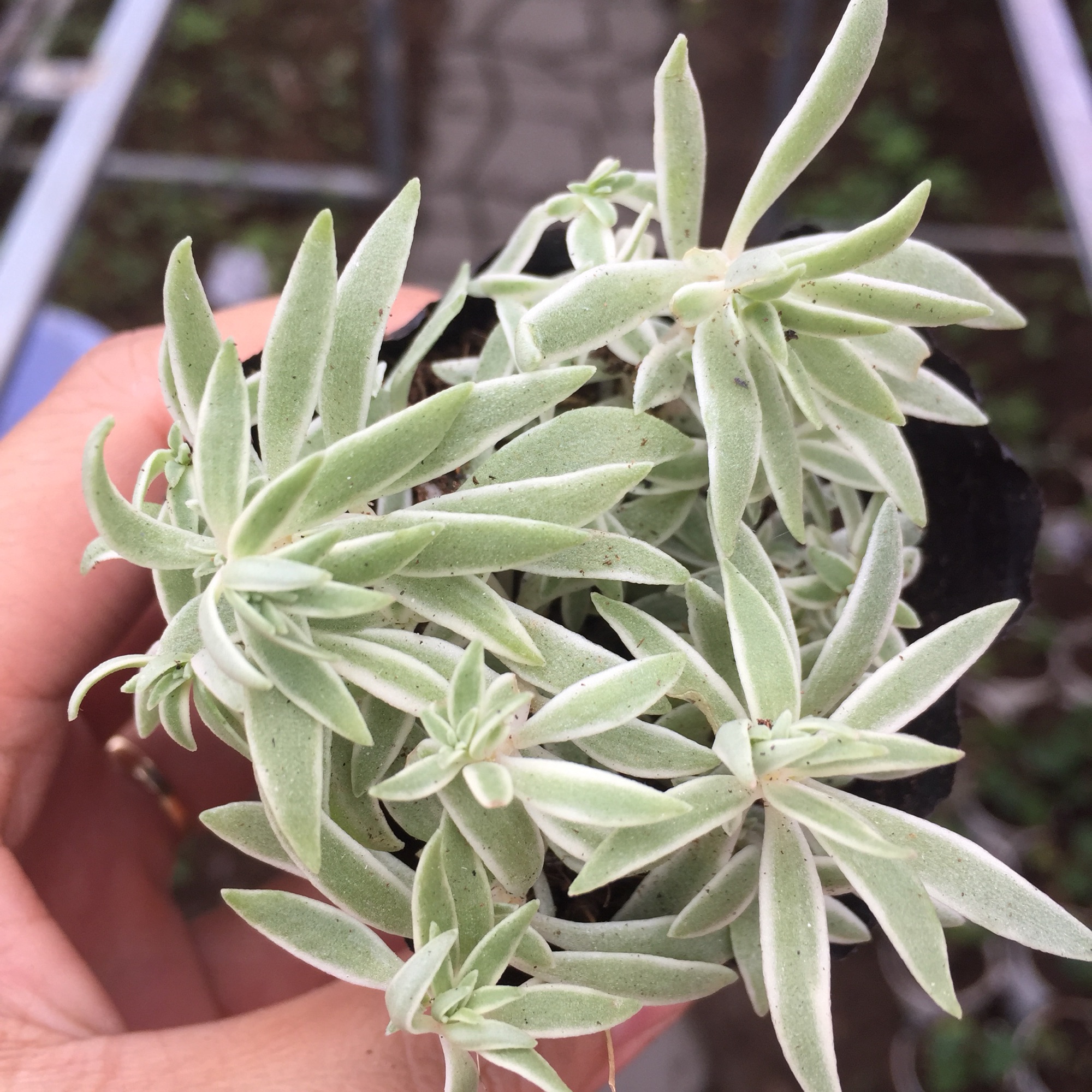 Sen Đá Sedum Cỏ Trắng size bầu